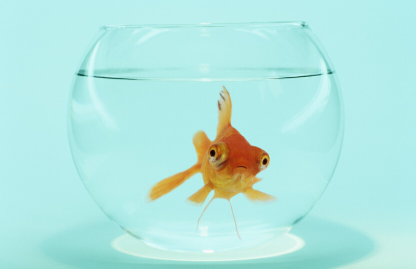 Goldfish-in-Fish-Bowl_GettyimagesDavid-Aubrey
