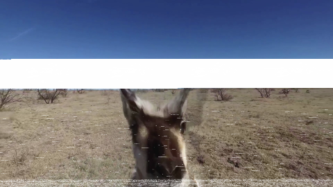 "Les Antilopes" de Maxime Martinot