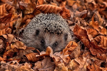 Camouflage_GettyimagesMichael-Milfeit