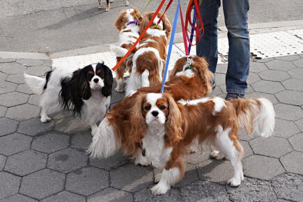 Cavalier-King-Charles-Spaniels-are-seen-in-Central-Park_GettyimqgesCindy-Ord-Employe