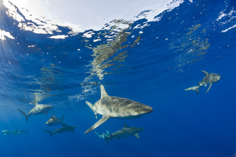 Galapagos-Sharks-Carcharhinus-galapagensis-Maui-Hawaii_Gettyimagesullstein-bild-Contributeur