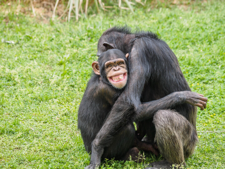 Gros-sourire-sur-le-visage-de-jeune-Chimpanze_Gettyimagesyanjf
