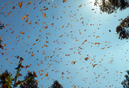 Monarch-Butterflies-Against-Blue-Sky_GettyimagesJames-L.-Amos