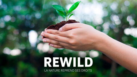 Rewild