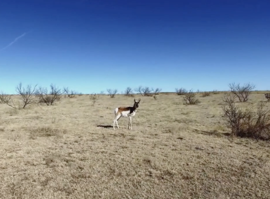 capture d'écran©Les Antilopes