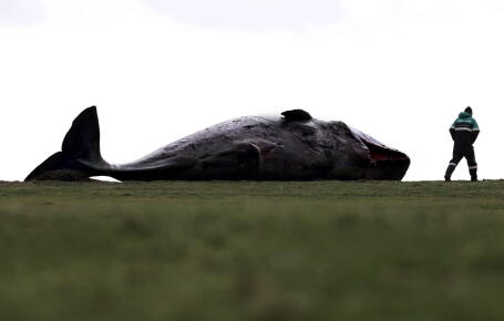 rescue-stranded-sperm-whales-on-the-German-North-Sea-coast_Gettyimagesullstein-bild-Dtl.-Contributeur