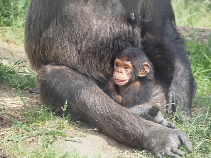 Un bébé chimpanzé et une île déserte