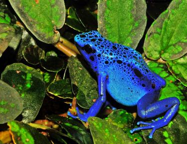 Dendrobates azureus©/ via Wikimedia/ Michael Gäbler