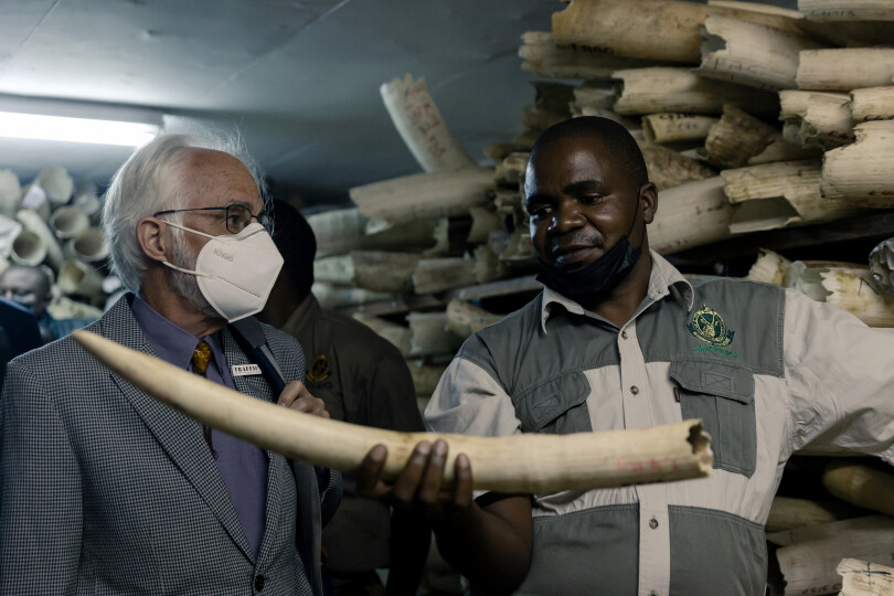 A member of staff of the Zimbabwe National Parks shows an envoy a piece of elephant ivory stored inside a strong room where the country's ivory is secured during a tour of the stockpile by European Union envoys, in Harare, on May 16 2022. - The wild life authority campaigns to the Convention on International Trade in Endangered Species (CITES) for a once off sale of the elephant ivory on the legal market with proceeds going to benefit communities surounding animal conservancy areas. (Photo by Jekesai NJIKIZANA / AFP)