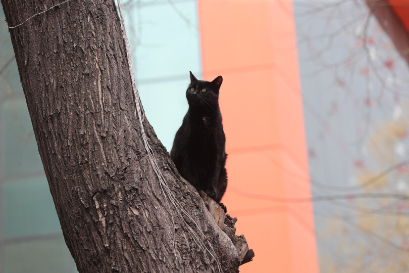 A cat stands on a tree in Yuksel street in Ankara on April 1, 2020. (Photo by Adem ALTAN / AFP)