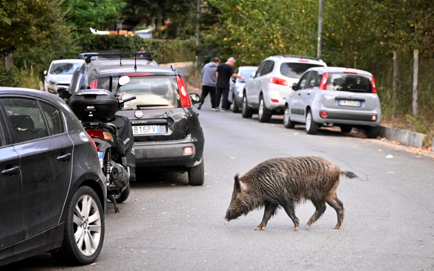 A wild boar in Rome, on September 27, 2021. - Rubbish bins have been a magnet for the families of boars who emerge from the extensive parks surrounding the city to roam the streets scavenging for food. (Photo by Alberto PIZZOLI / AFP)