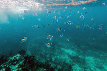 Fish swim near dead coral in the Straits of Florida near Key Largo, Florida, on September 23, 2021. - At a laboratory in central Florida, biologist Aaron Gavin and his team have diligently recreated the coral reef habitat found in the waters off the southern tip of the state, complete with artificial currents and local fish.They are tending to huge aquariums full of the corals, hoping to prevent them from suffering from the same mysterious disease afflicting their wild cousins.Gavin uses tiny pipettes to feed shrimp to the more than 700 corals -- of 18 species -- living in the saltwater tanks, above which are special lamps that mimic natural sunlight. The scientists' work could be the last chance to save the species that make up the only coral reef in the United States' territorial waters. That's because, among the tourist draws of sprawling mangroves and darting schools of fish off the Florida Keys, the damaged corals -- normally dark when healthy -- are now spread out in large white patches across the floor of the Atlantic Ocean. (Photo by CHANDAN KHANNA / AFP)
