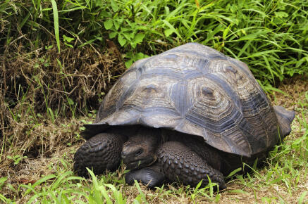 Handout picture released on October 21, 2015 by the Direccion Parque Nacional Galapagos press office showing the recently discovered 'Chelonoidis donfaustoi' turtle --named in honour of Fausto Llerena, the guardian of the late Lonely George-- at the Santa Cruz island, Galapagos islands on August 30, 2015. AFP PHOTO / DPNG RESTRICTED TO EDITORIAL USE - MANDATORY CREDIT "AFP PHOTO / DPNG" - NO MARKETING NO ADVERTISING CAMPAIGNS - DISTRIBUTED AS A SERVICE TO CLIENTS (Photo by HO / DPNG / AFP)