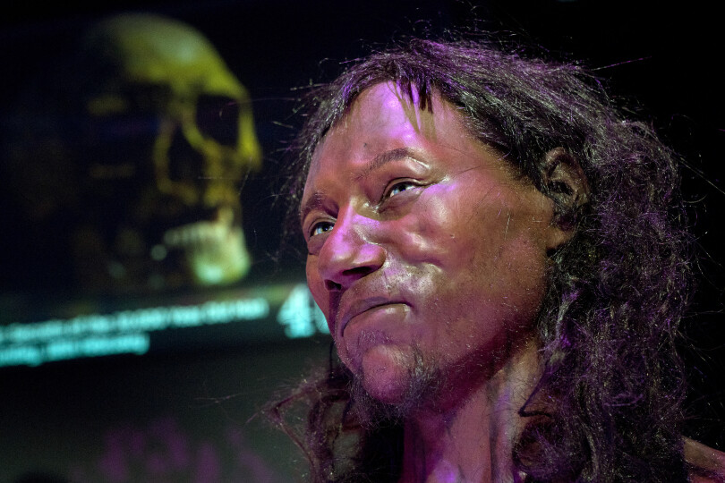 A full face reconstruction model made from the skull of a 10,000 year old man, known as 'Cheddar Man', Britain's oldest complete skeleton is pictured during a press preview at the National History Museum in London on February 6, 2018. (Photo by Justin TALLIS / AFP)