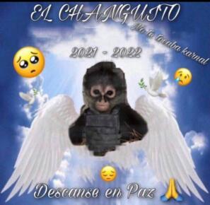 EL CHANGUITO via Twitter