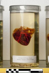 Museum of Veterinary Anatomy FMVZ USP name of the photographer when stated, CC BY-SA 4.0 https- creativecommons.org licenses by-sa 4.0 , via Wikimedia Commons