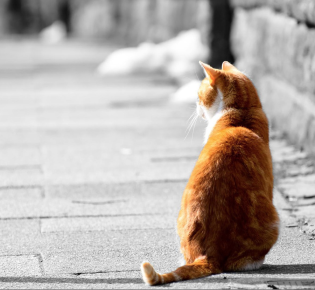 Chat sauve la vie de sa maîtresse - Radio Nova ©LDD