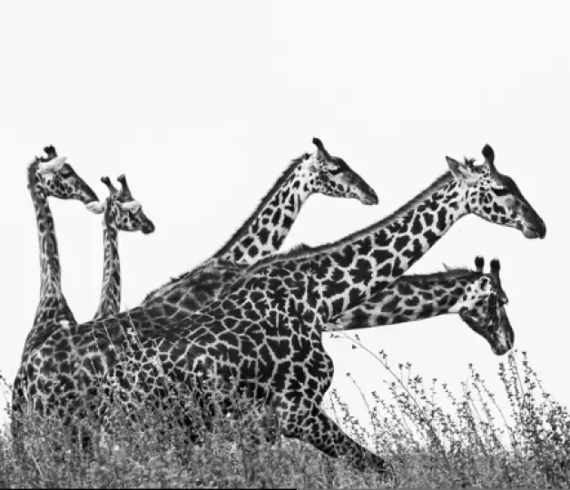 Girafes (Giraffa camelopardalis), reserve Grumetti, Tanzanie © Alain Ernoult -DR.