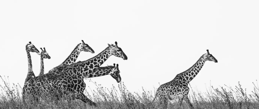 Le photojournaliste Alain Ernoult tire le portrait d’animaux en voie d’extinction