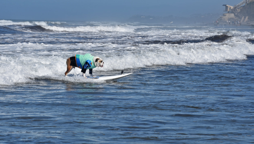 Surf A Thon Carlifornie Dogs