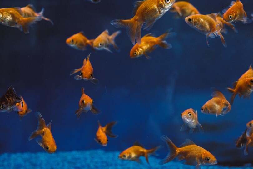 poissons rouges - pexels - Elle - hugues