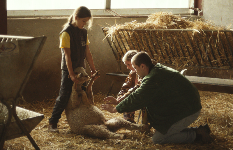 JACKY CAILLOU de Lucas Delangle