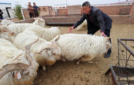 Chevres-de-Mongolie-_-FREDERIC-J.-BROWN-AFP