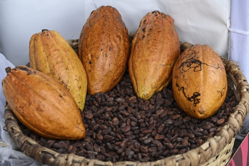 Graines-de-cacao-_-Yuri-CORTEZ-AFP-