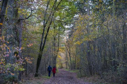 Sylvo-therapie-C.-Martin-PIXABAY