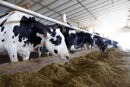 Vaches-_-credit-Cole-Burston-GETTY-IMAGES-NORTH-AMERICA-Getty-Images-via-AFP