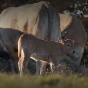 HDNJ Documentaire l'usine des animaux © L'USINE DES ANIMAUX / ARTE