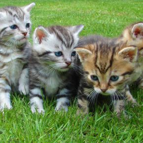 ADLM CHATON © PEXELS