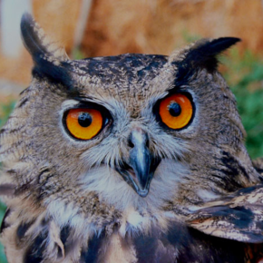 ADLM Grand duc © domaine public