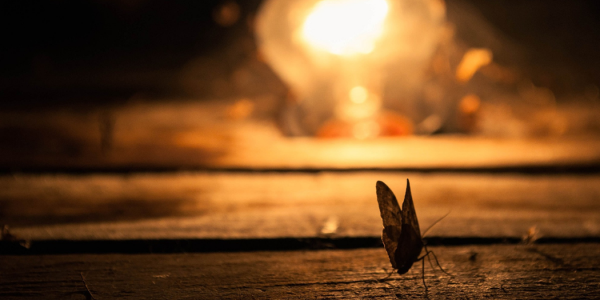 Pourquoi les insectes se jettent-ils contre des ampoules allumées ?