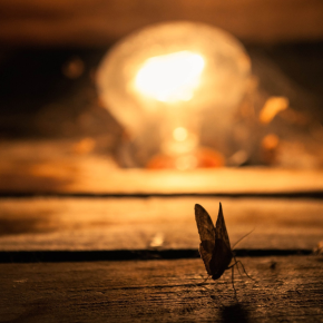 PAPILLON Lumiere © A. WERDAN