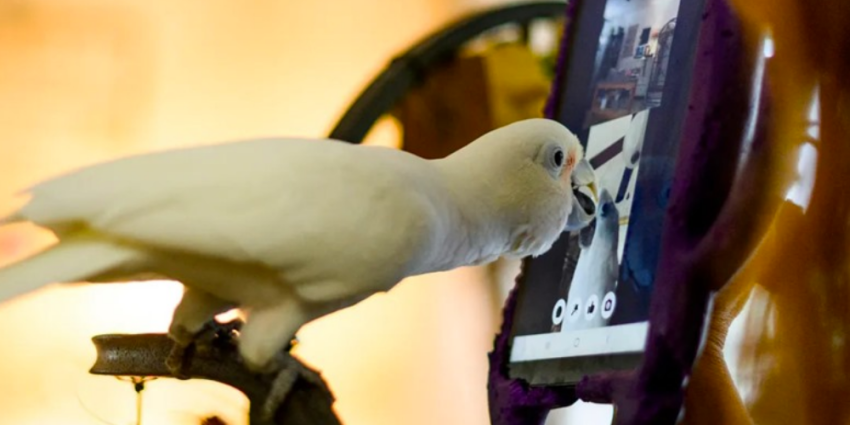 Des chercheurs apprennent l’utilisation du téléphone portable à des perroquets