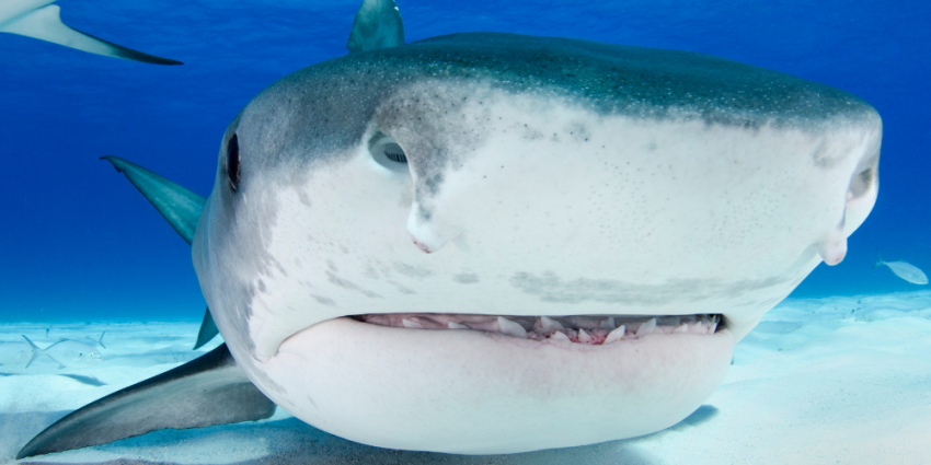 Enquête australienne : le mort retrouvé dans le ventre d’un requin-tigre n’est pas mort dévoré