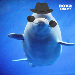 Beluga © RADIO NOVA CANVA