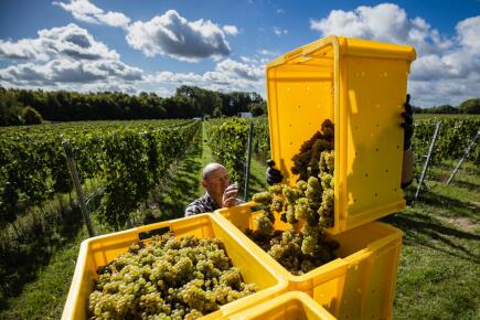 Chardonnay en France / Sameer Al-DOUMY / AFP