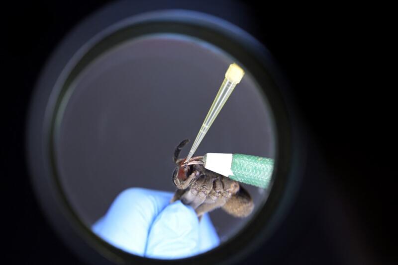 Du viagra à base de venin d’araignée