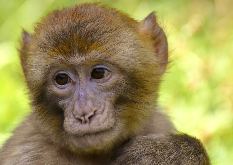 Image d'illustration d'un singe qui, lui, n'est pas fluorescent
