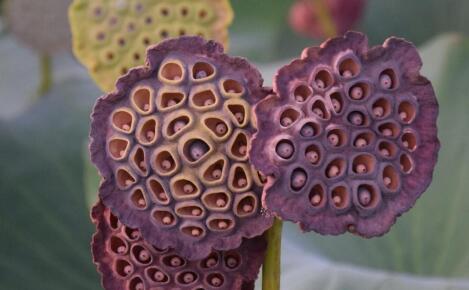 Image d'illustration : les trous des graines des fleurs de lotus / Loris Albonetti / Pexels