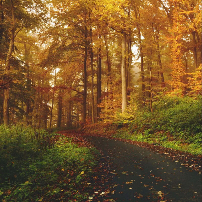 EKAMBI BRILLANT, STEFFANO RITTERI