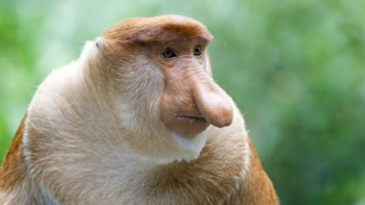 Sos Animaux Moches Radio Nova