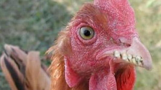 poule_dents.jpg?resize=533,300&quality=7