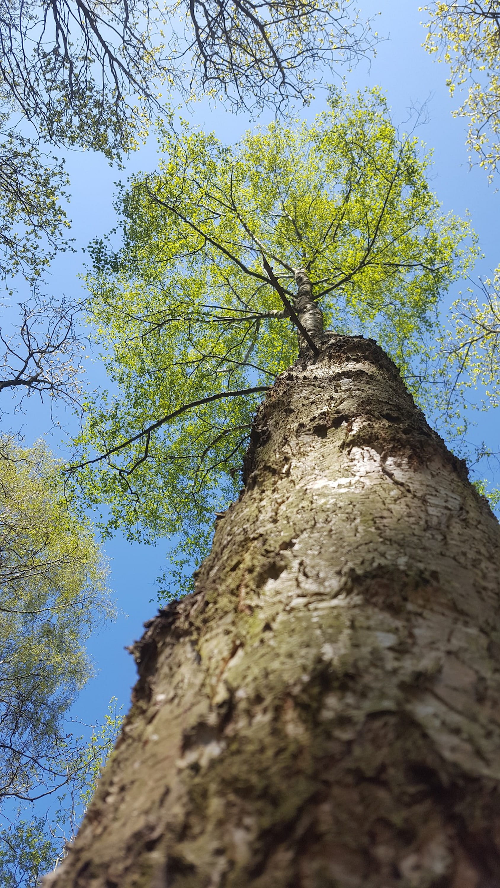 Le bouleau, arbre cosmique et couteau-suisse de la nature