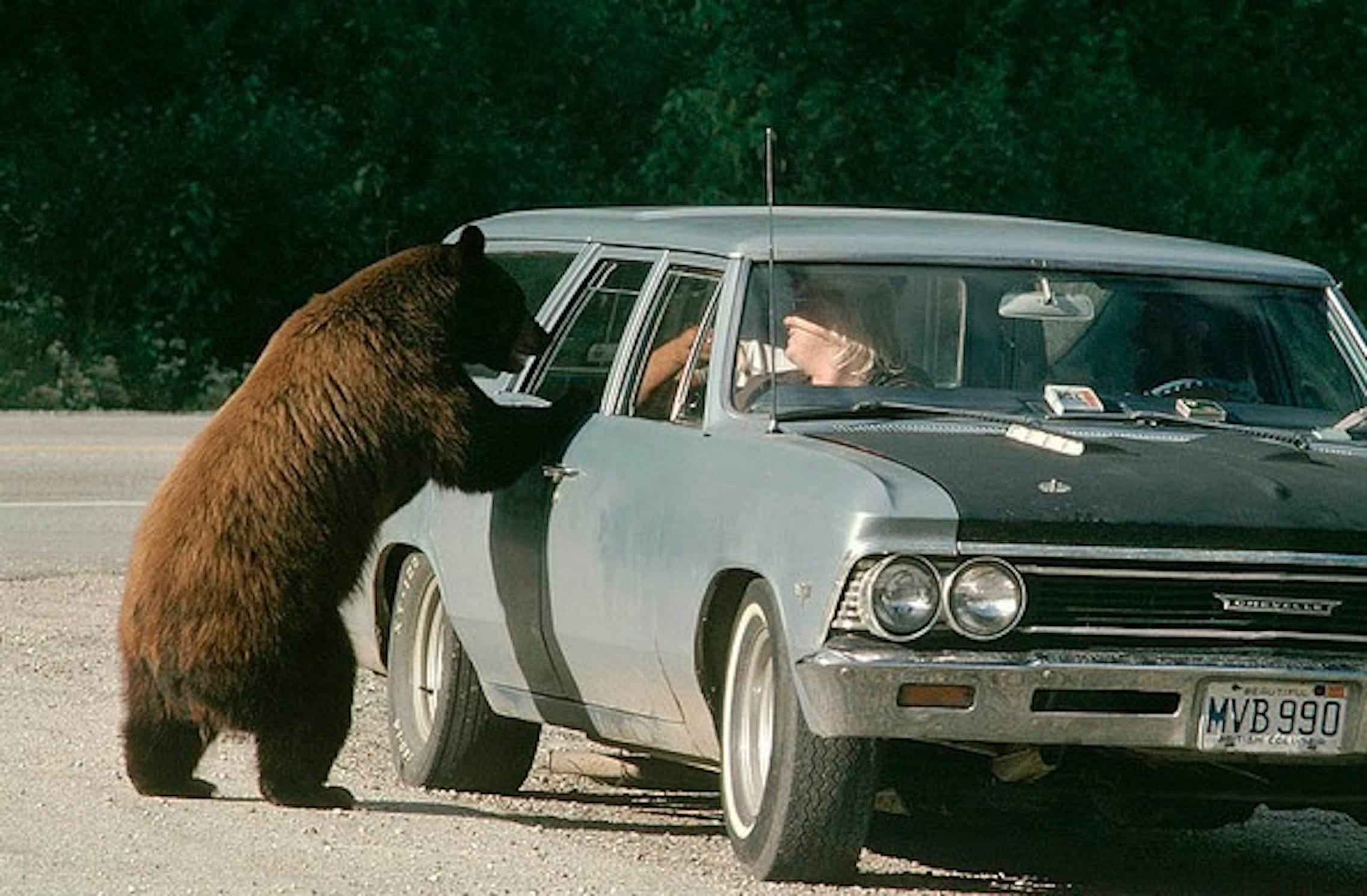 Des ours dans la voiture - Radio Nova