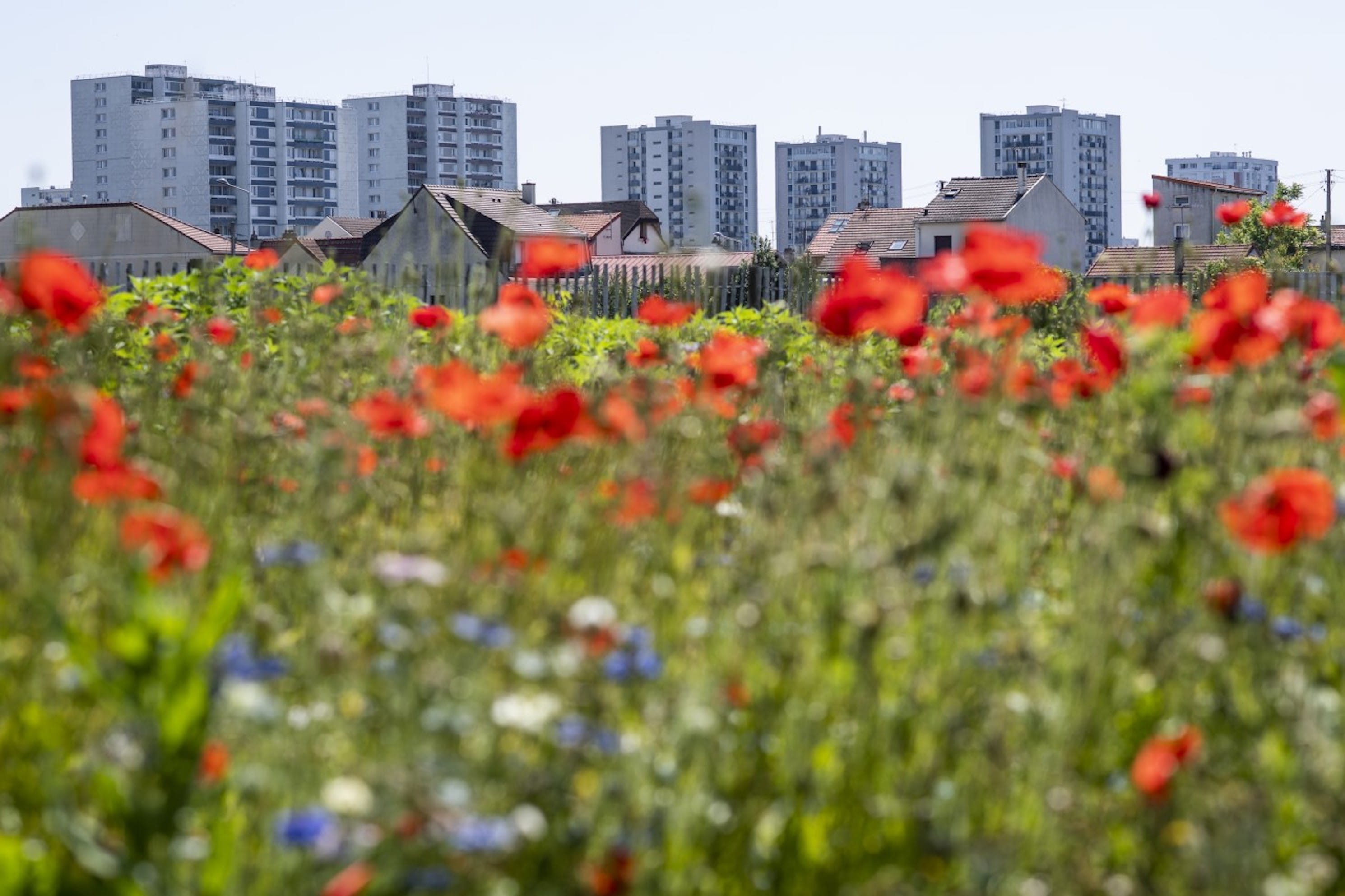 Une ferme entre les HLM