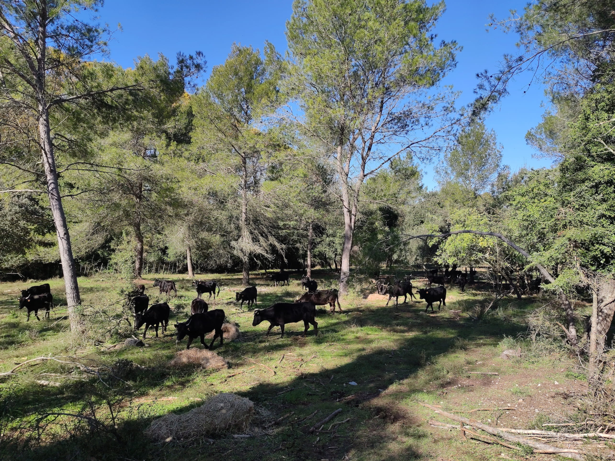 La course camarguaise, en voie de disparition ?