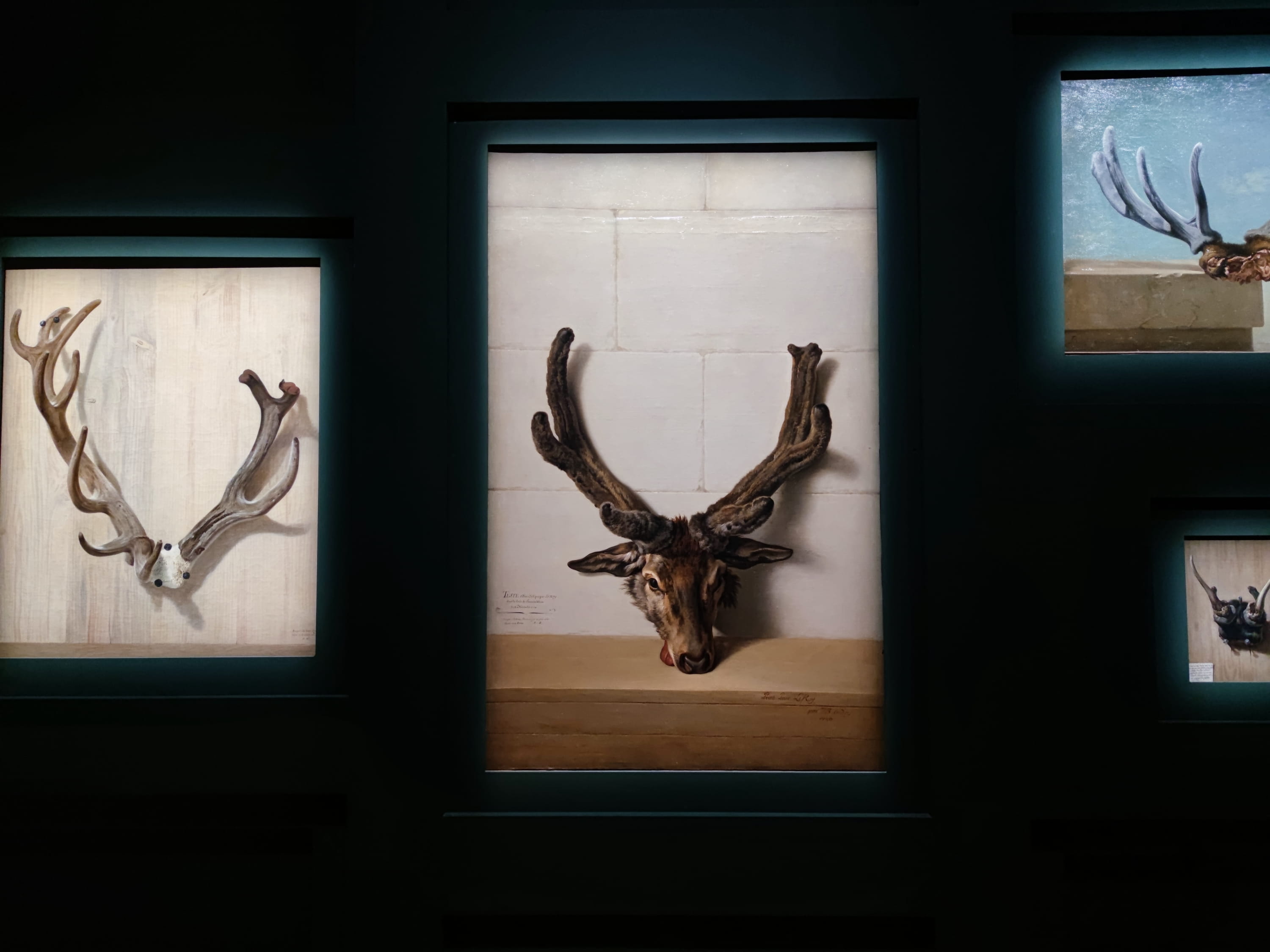 Versailles pleine d’animaux